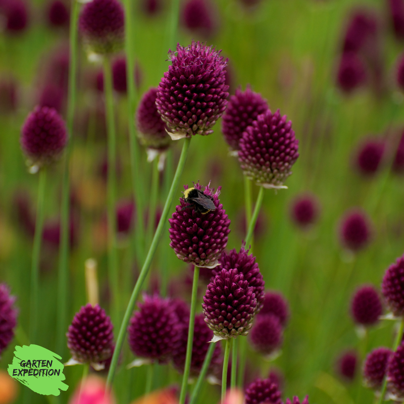 Kugelköpfiger Lauch (Allium sphaerocephalon) (Topfpflanze)