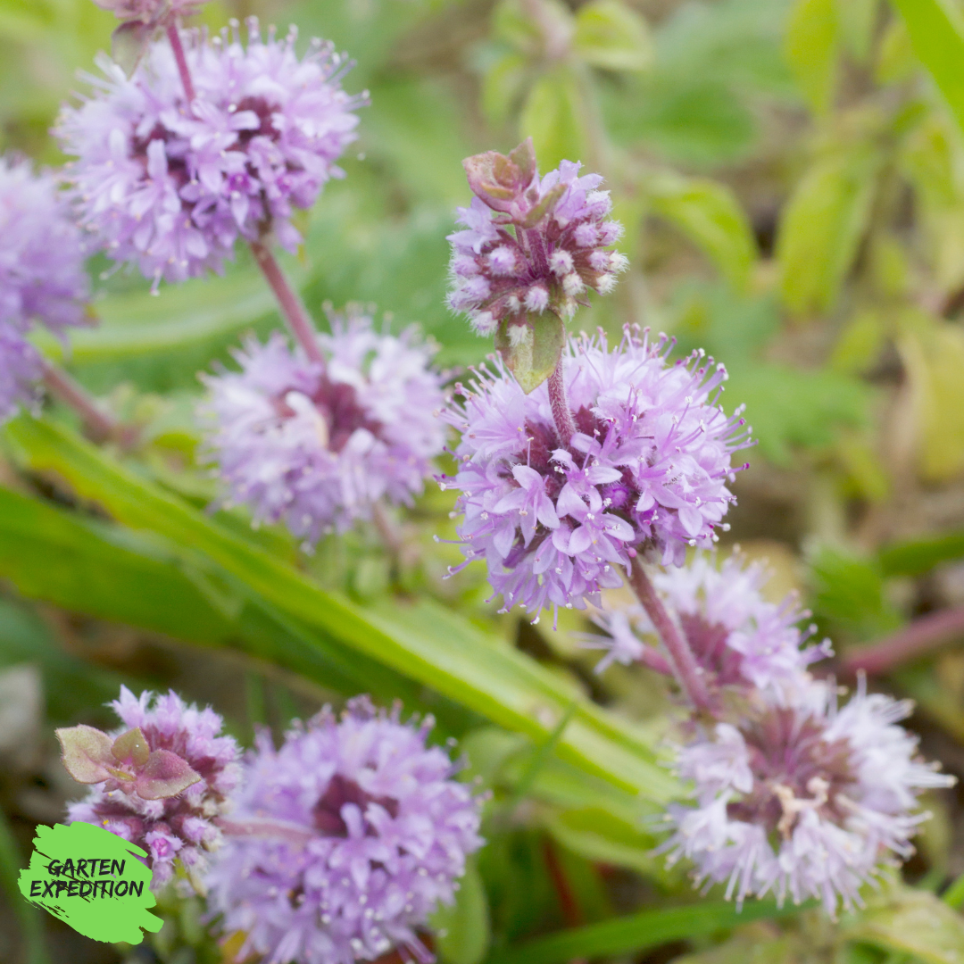Wasserminze (Mentha aquatica)
