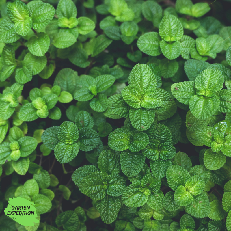 Wasserminze (Mentha aquatica)