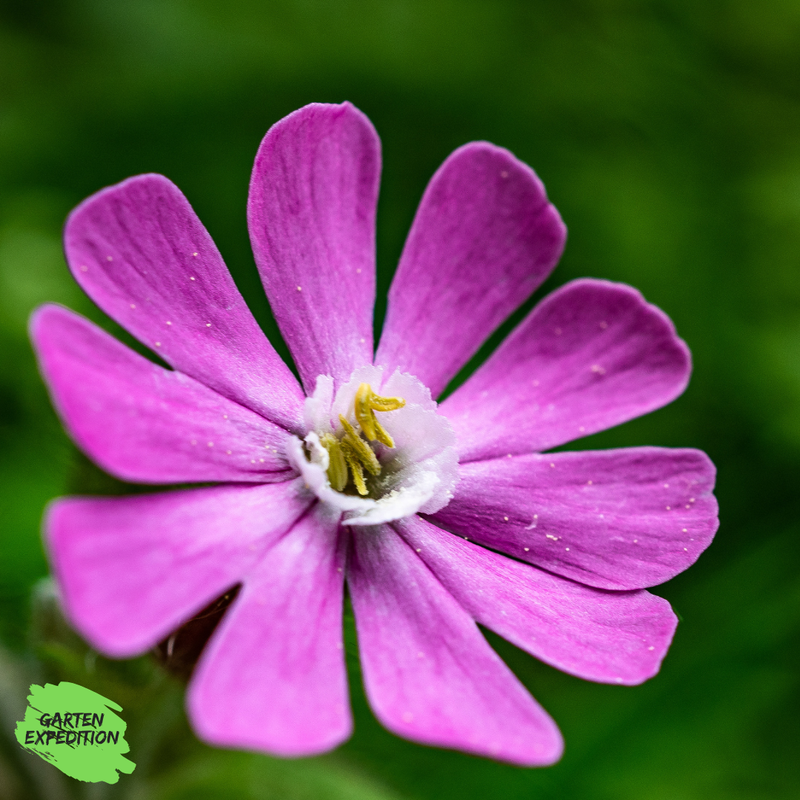 Rote Lichtnelke (Silene dioica)