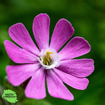 Rote Lichtnelke (Silene dioica)