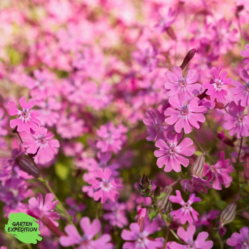 Rote Lichtnelke (Silene dioica)