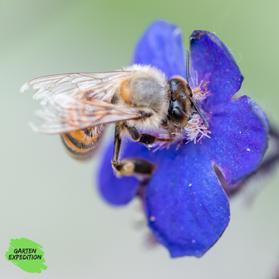 Gemeine Ochsenzunge (Anchusa officinalis)