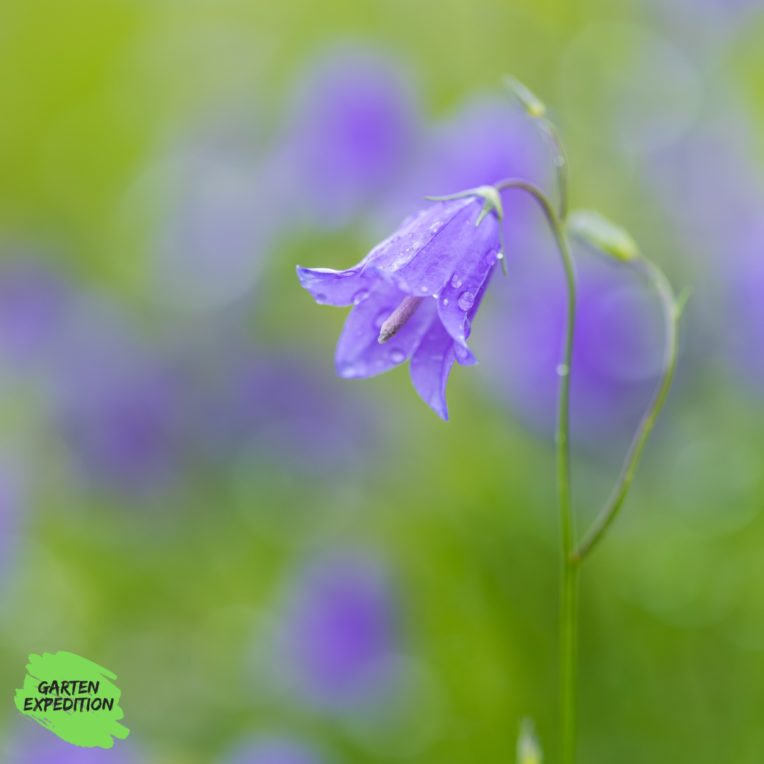 Acker-Glockenblume (Campanula rapunculoides)