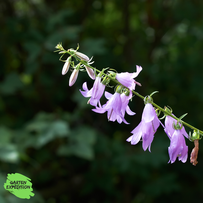 Acker-Glockenblume (Campanula rapunculoides)