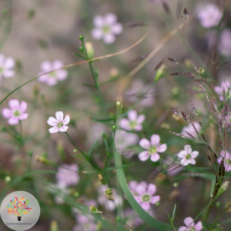 Steinbrech-Felsennelke (Petrorhagia saxifraga)