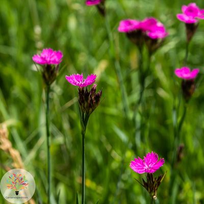 Kartäuser-Nelke (Dianthus carthusianorum)