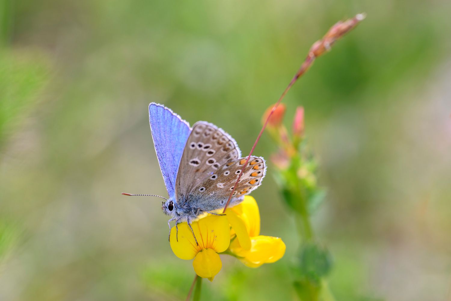 Hornklee (Lotus Corniculatus)