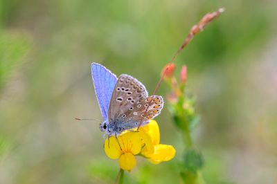 Hornklee (Lotus Corniculatus)