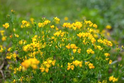 Hornklee (Lotus Corniculatus)