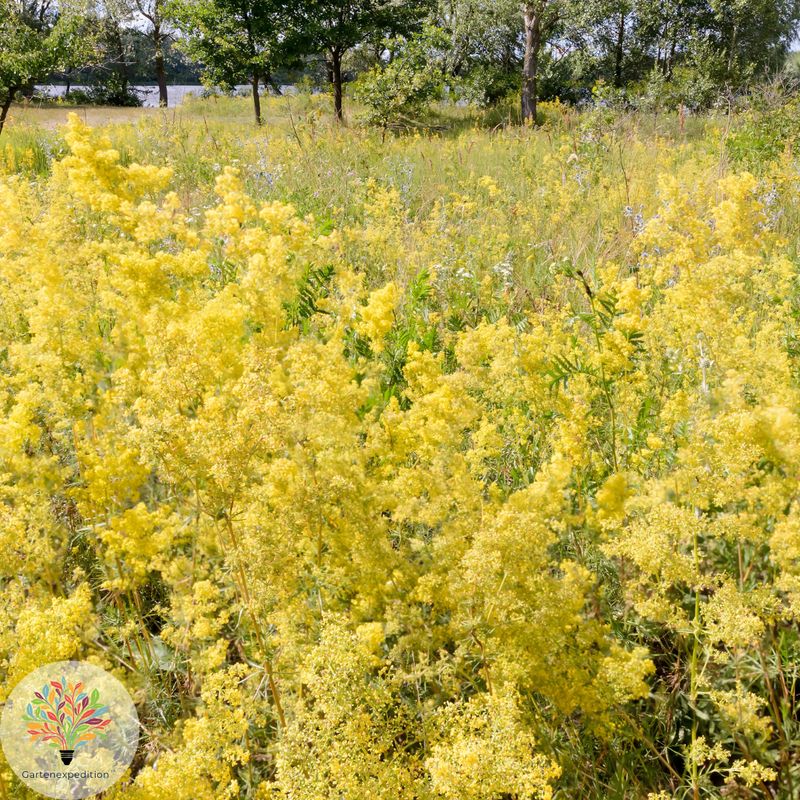 Echtes Labkraut (Galium verum)