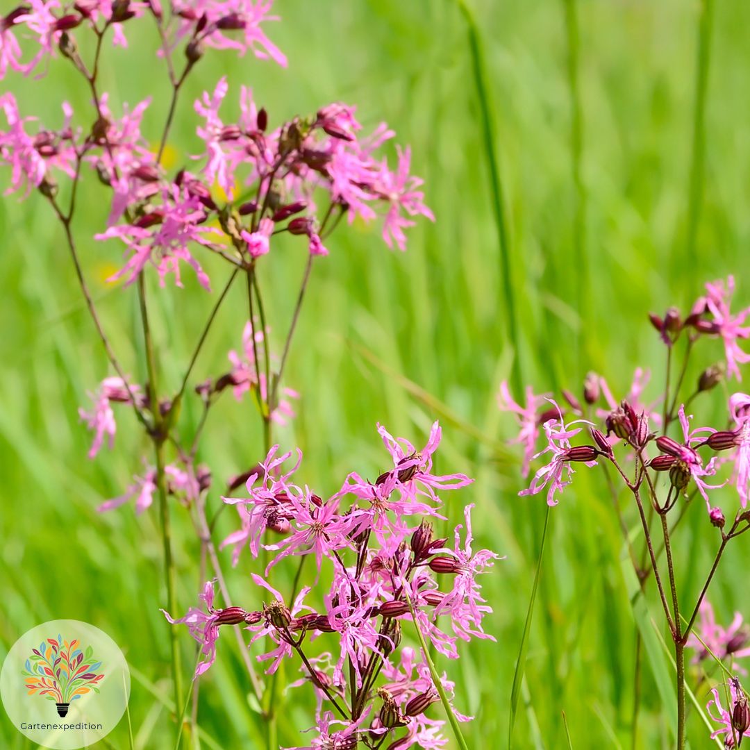 Kuckucks-Lichtnelke (Silene flos-cuculi)