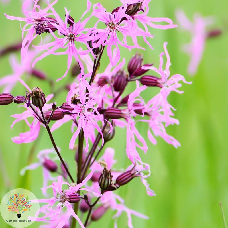 Kuckucks-Lichtnelke (Silene flos-cuculi)