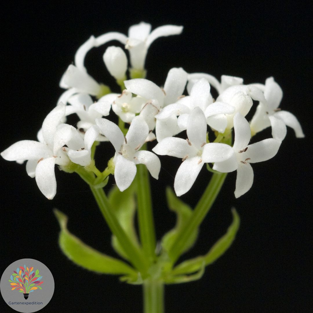 Wald-Labkraut (Galium sylvaticum)