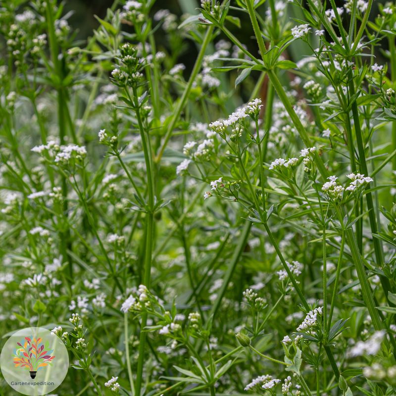 Wald-Labkraut (Galium sylvaticum)