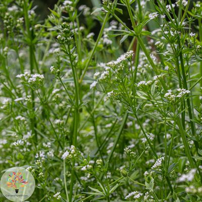 Wald-Labkraut (Galium sylvaticum)