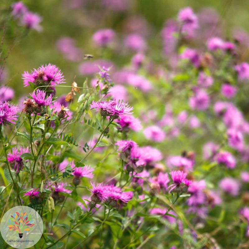 Wiesen-Flockenblume (Centaurea jacea)