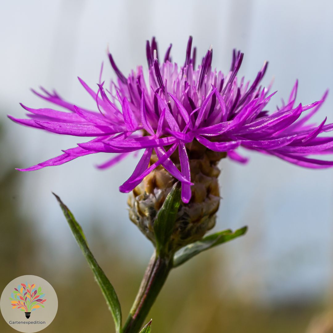 Wiesen-Flockenblume (Centaurea jacea)