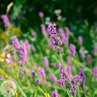 Heil-Ziest (Betonica officinalis)