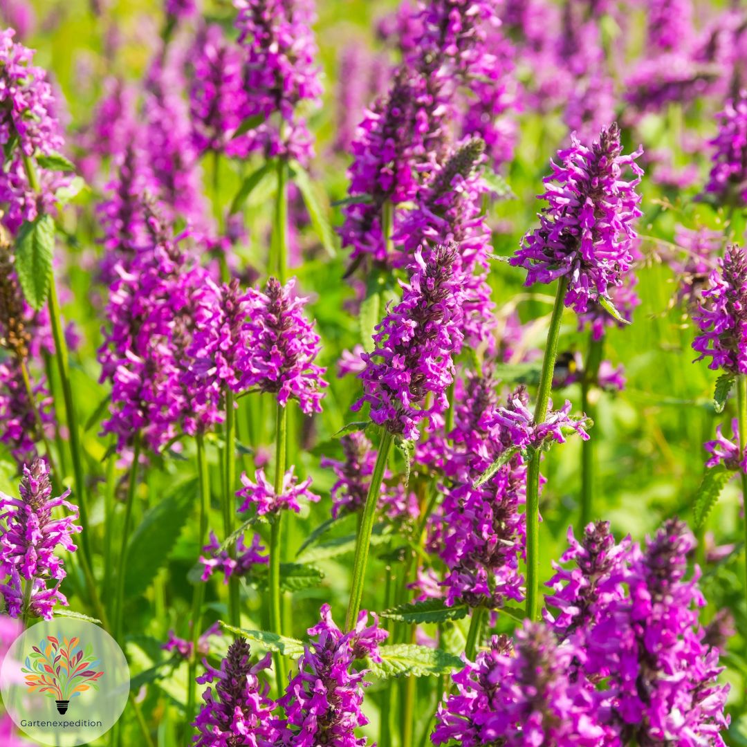 Heil-Ziest (Betonica officinalis)