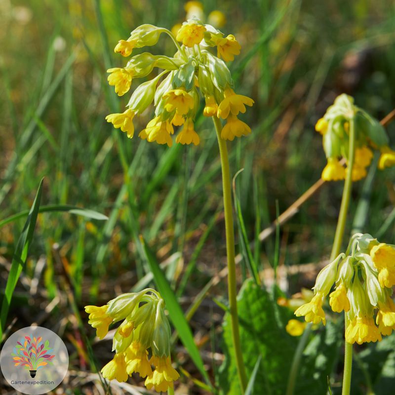 Echte Schlüsselblume (Primula veris)