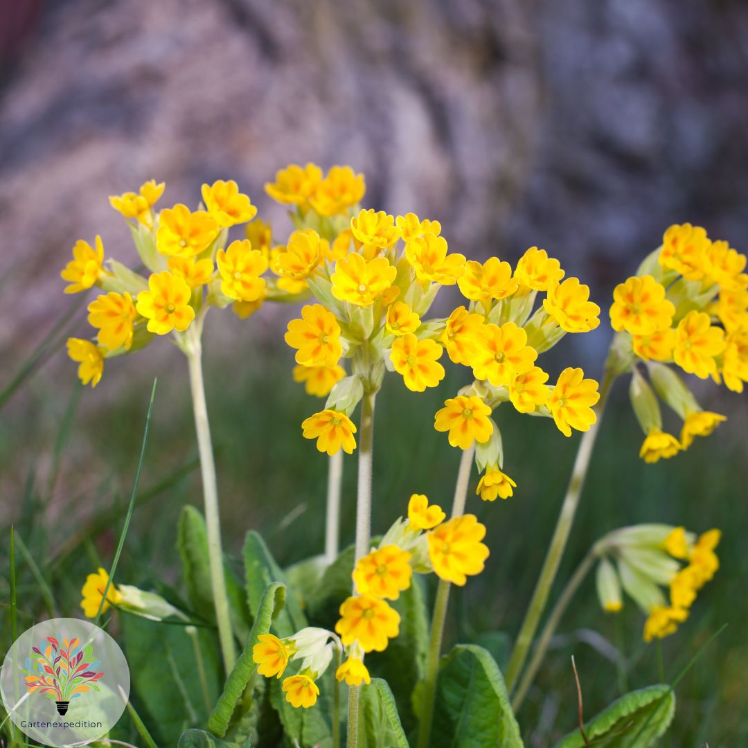 Echte Schlüsselblume (Primula veris)