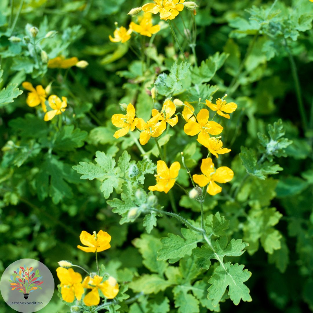 Schöllkraut (Chelidonium majus)
