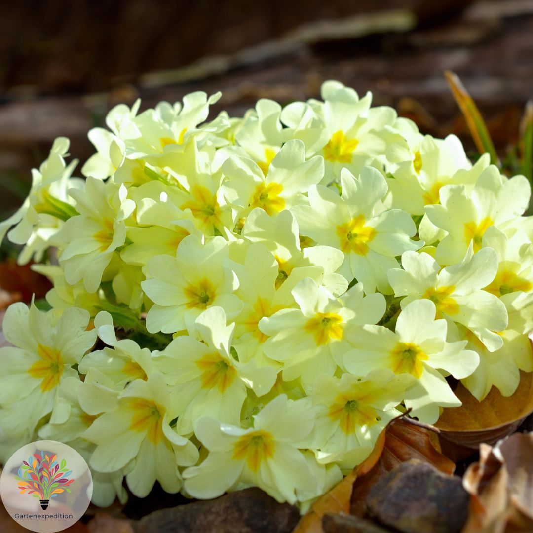 Stängellose Schlüsselblume (Primula vulgaris)