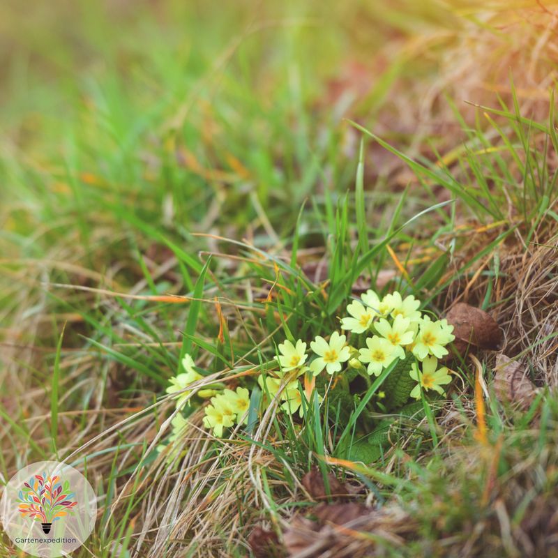 Stängellose Schlüsselblume (Primula vulgaris)
