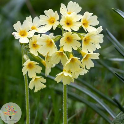 Hohe Schlüsselblume (Primula elatior)
