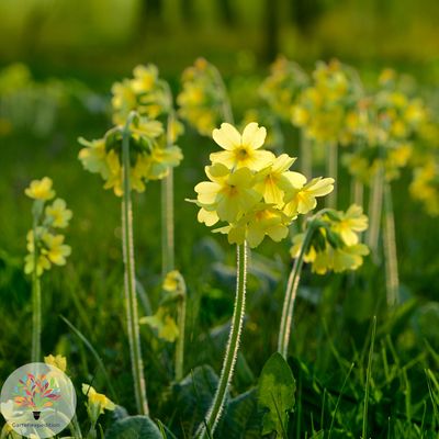 Hohe Schlüsselblume (Primula elatior)