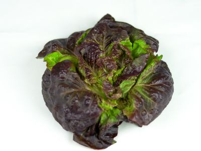 Pomegranate Crunch Romaine (4.5 oz)