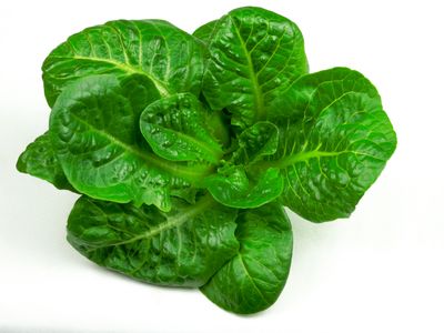 Monte Carlo Romaine (4.5 oz)