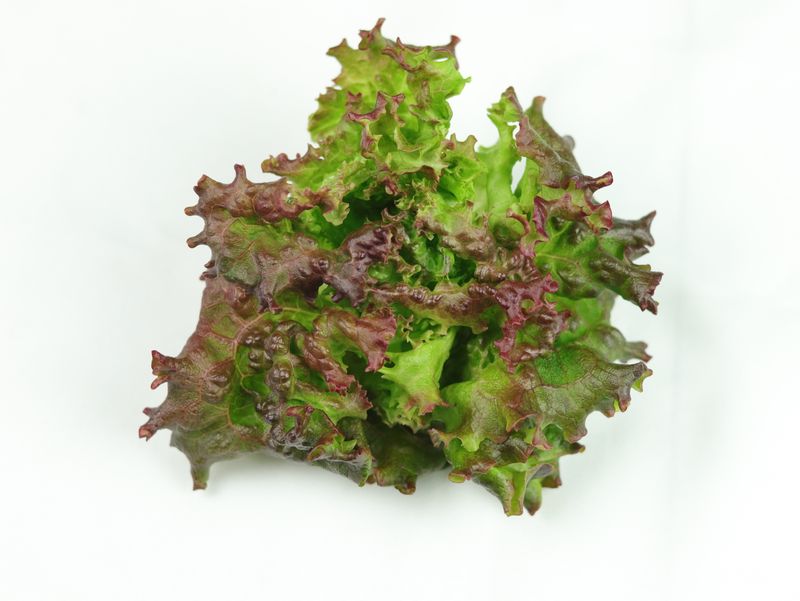 New Red Fire Leaf Lettuce (4.5 oz)