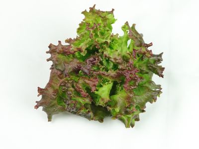 New Red Fire Leaf Lettuce (4.5 oz)