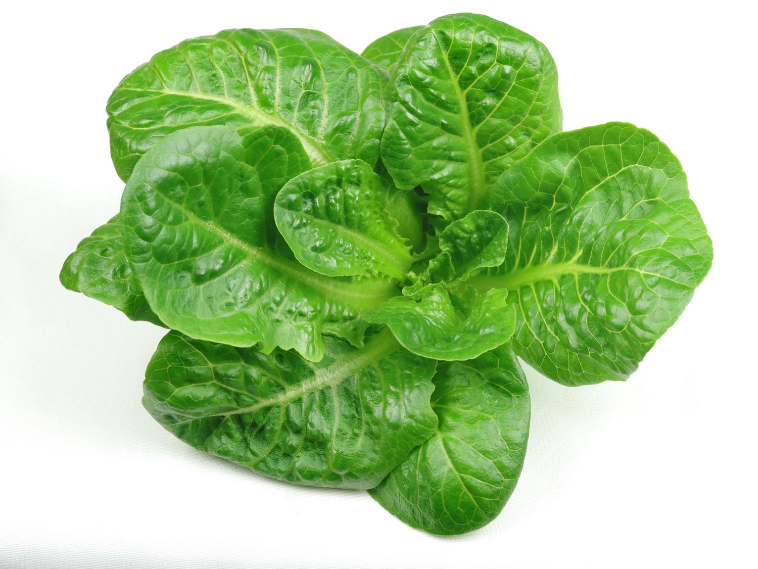 Varietal Hydroponic Green (4.5 oz)