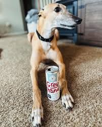 Top Dog Greyhound 4pk 12oz Cans