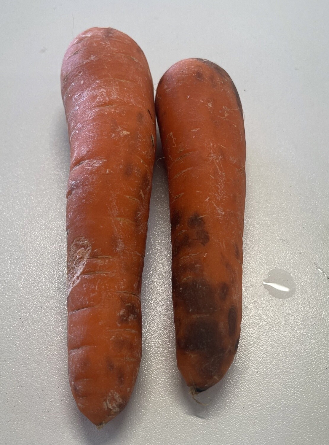 CARROTS  3.99/KG
