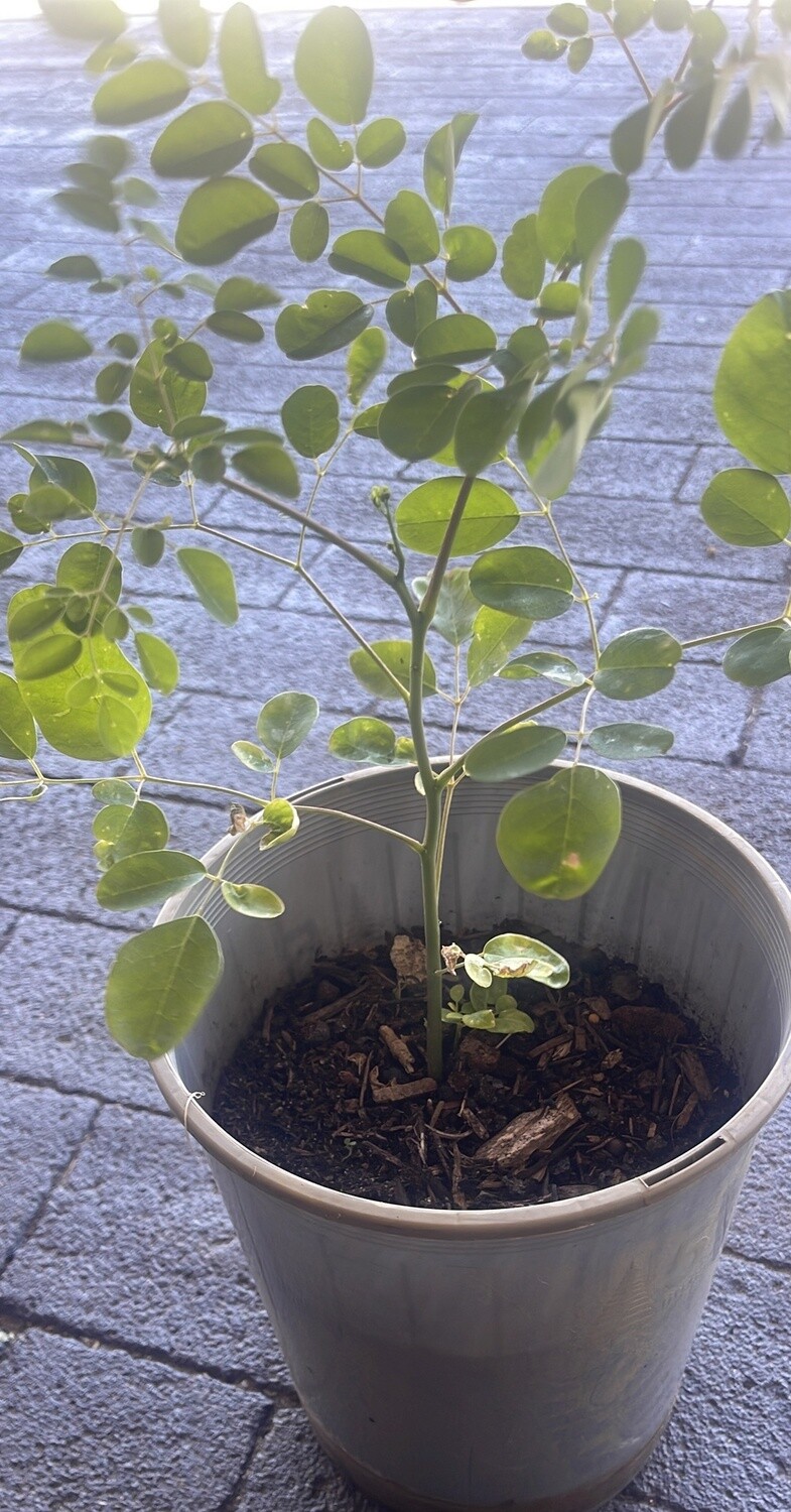 MORINGA PLANT POT