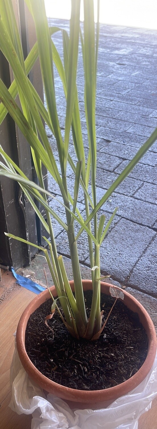 LEMONGRASS IN  POT