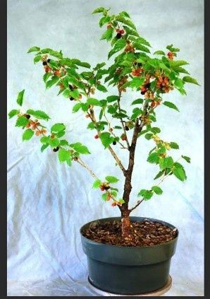 RED MULBERRY TREE IN POT