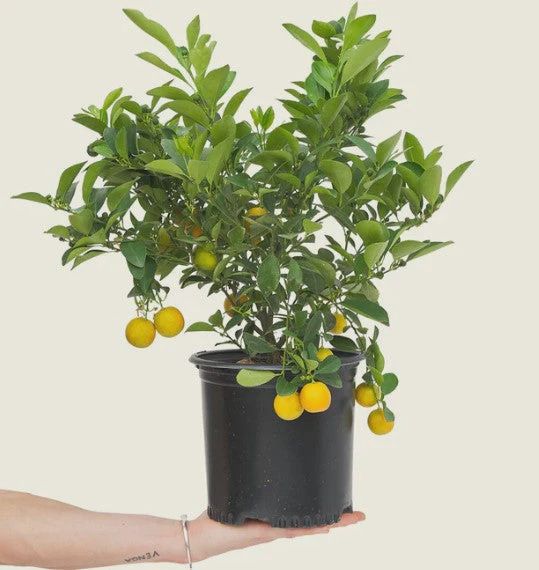 KALAMANSI TREE XTRA-LARGE POT (30L)