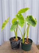 TARO PLANTS