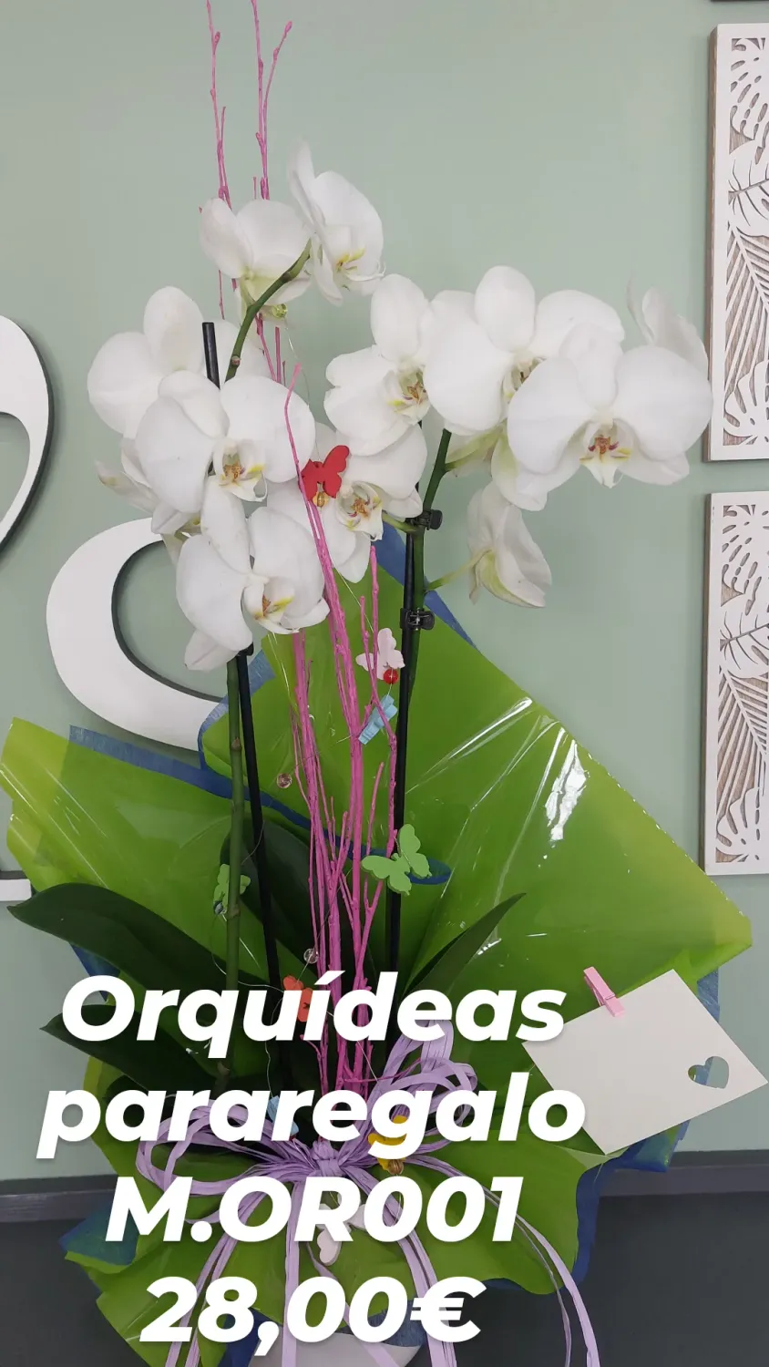 Orquídeas para regalo