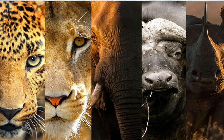 Dinokeng Wildlife Adventure: Full-Day Safari Experience