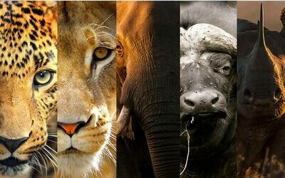 Dinokeng Wildlife Adventure: Full-Day Safari Experience Dinokeng Wildlife Adventure: Full-Day Safari Experience