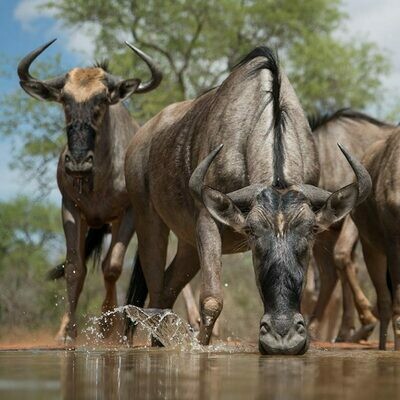 Dinokeng Game Reserve Tour | 2 Nights Dinokeng Game Reserve Tour | 2 Nights