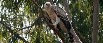 The Marievale Bird Sanctuary Safari Tour The Marievale Bird Sanctuary Safari Tour