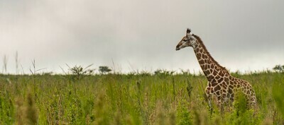 KZN Private Safari, Springbok Lodge(Nambiti) | 3 Nights KZN Private Safari, Springbok Lodge(Nambiti) | 3 Nights