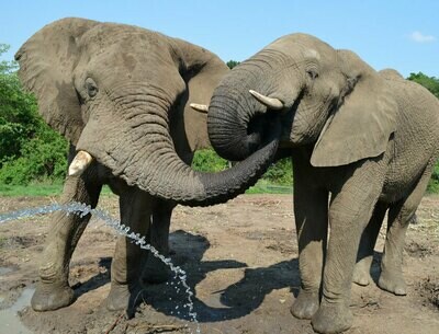 Hartebeespoort Safari Elephant Sanctuary I Full Day Hartebeespoort Safari Elephant Sanctuary I Full Day